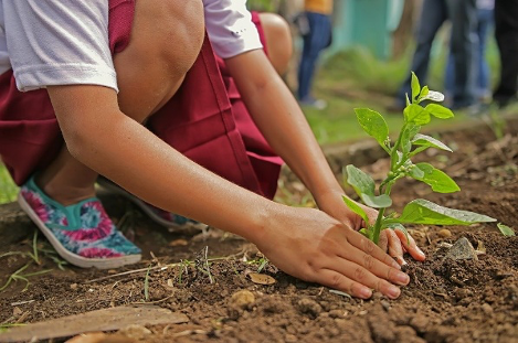 #Trees4Planet – Wir machen mit!